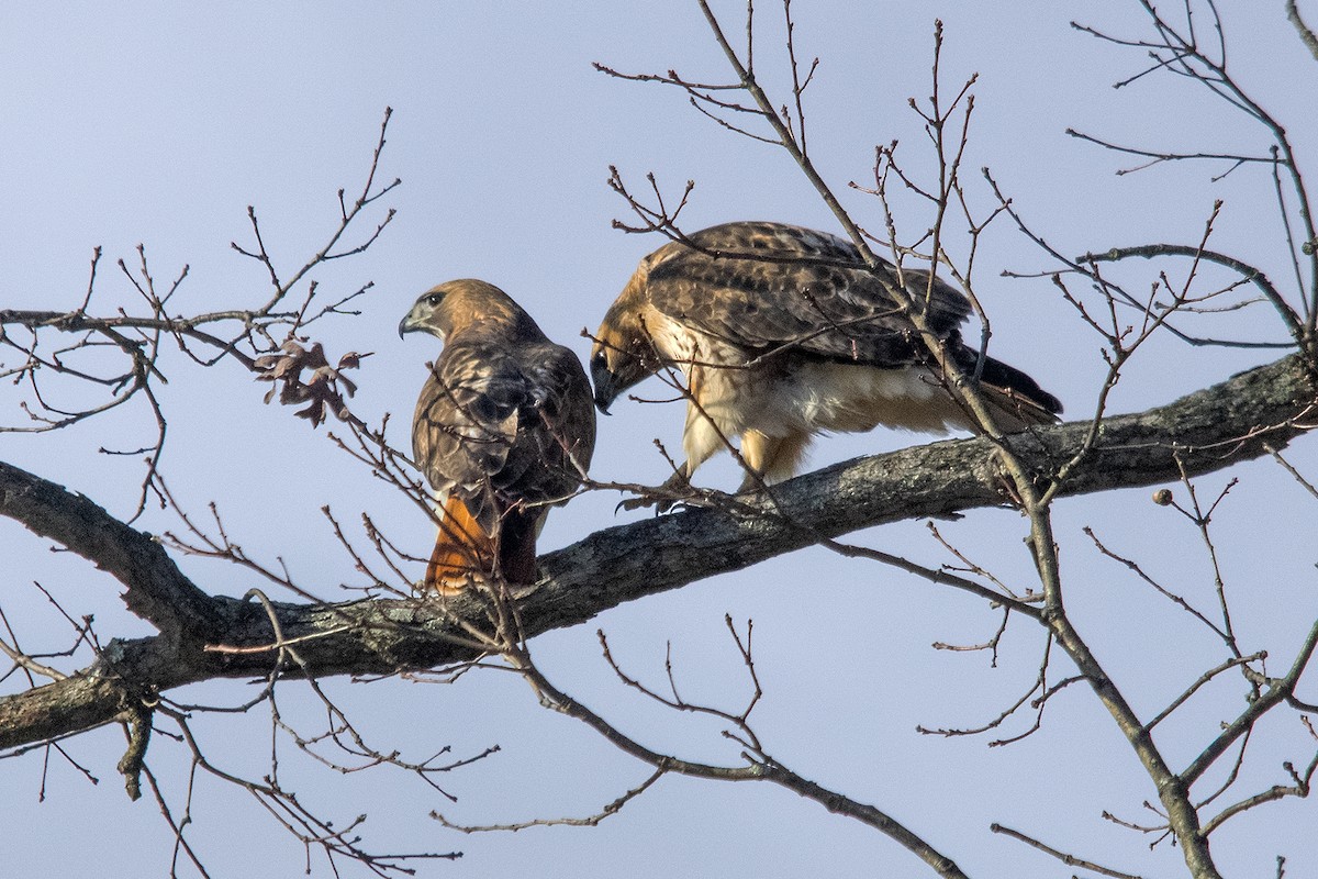 Red-tailed Hawk - ML208375111