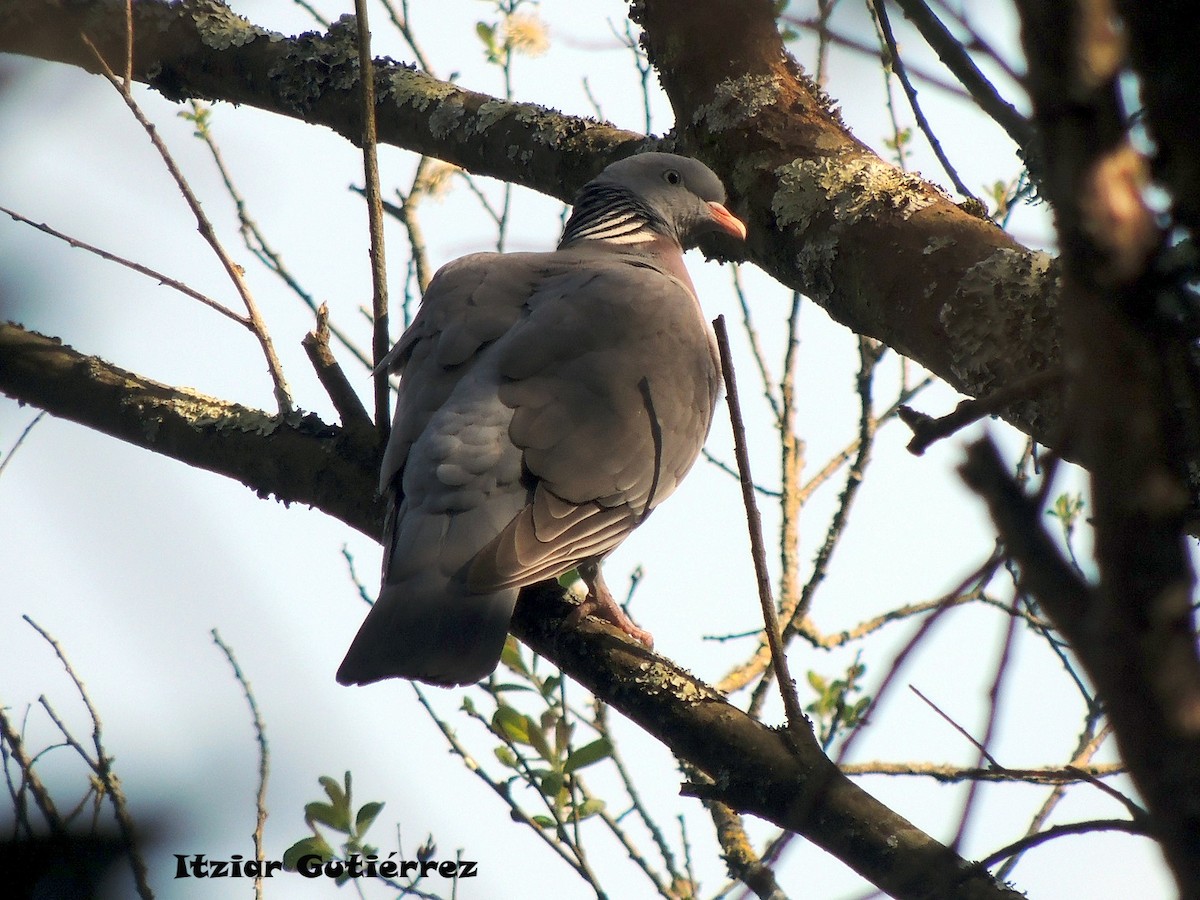 Common Wood-Pigeon - Itziar Gutiérrez Uranga 🪶