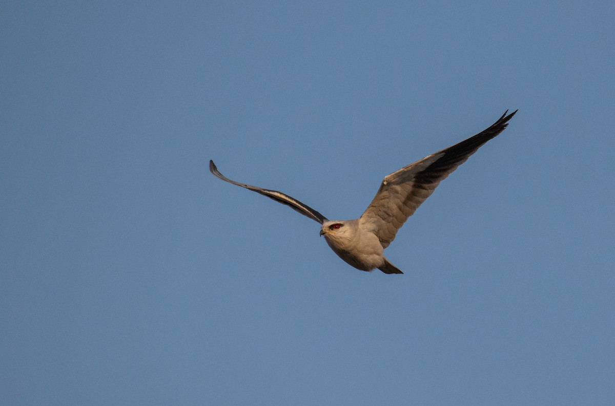 Black-winged Kite - Dr. Pankaj Chibber