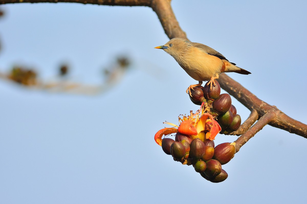 Chestnut-tailed Starling - ML208379121