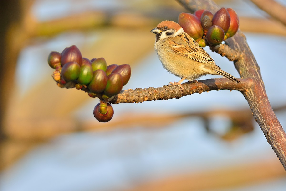 Eurasian Tree Sparrow - ML208379131