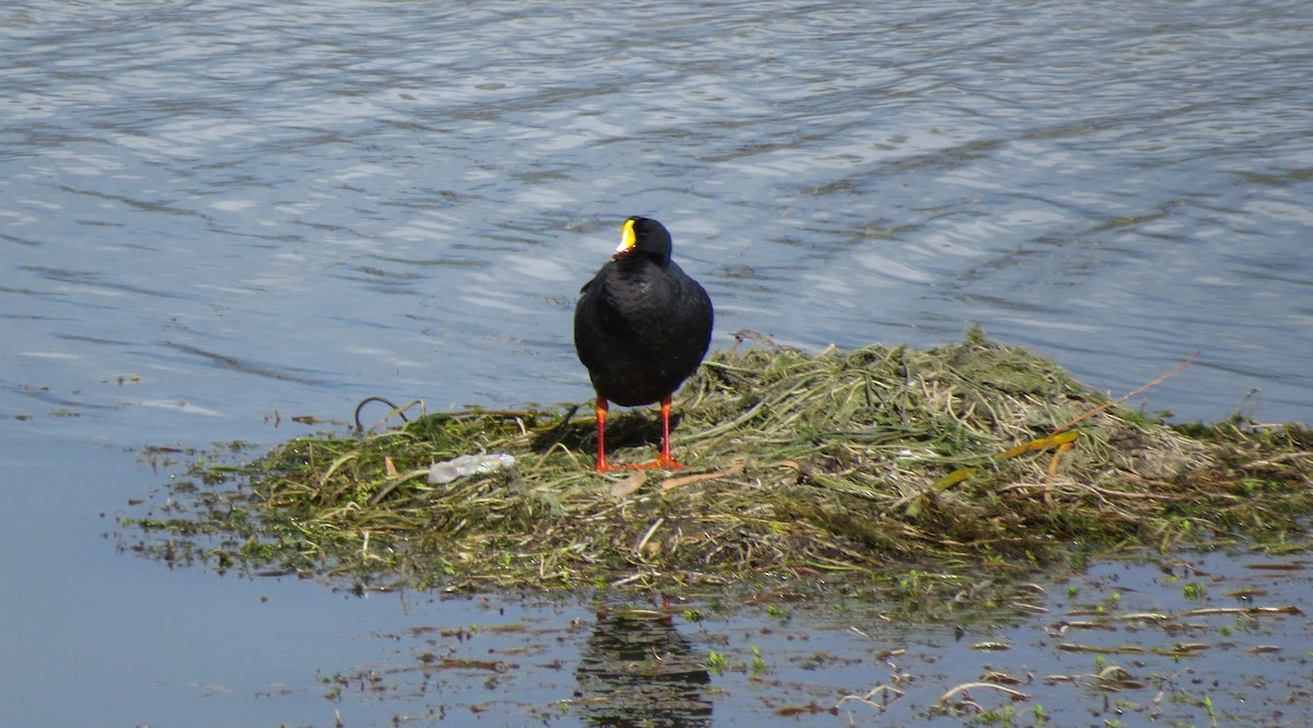 Giant Coot - ML208385301