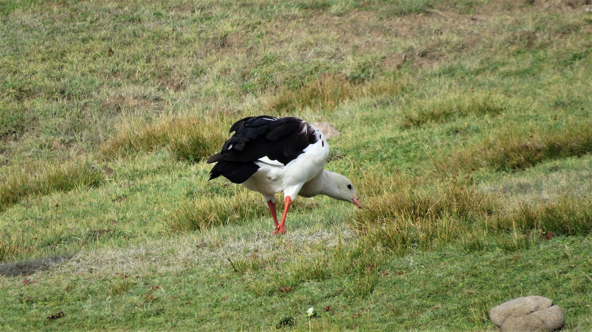 Andean Goose - ML208385411