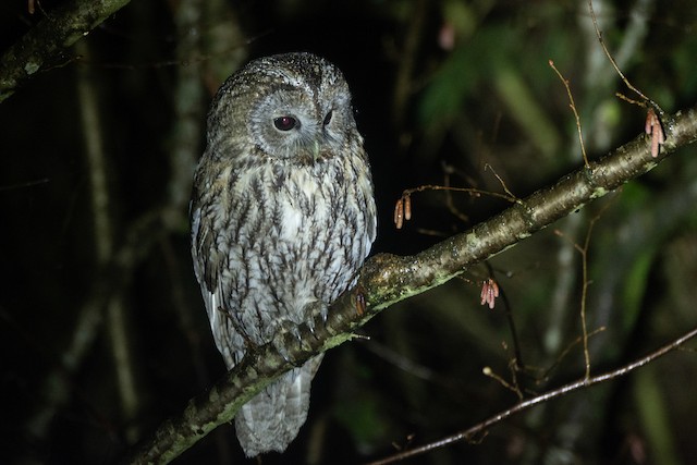 Possible confusion species: Tawny Owl (<em class="SciName notranslate">Strix aluco</em>). - Tawny Owl - 