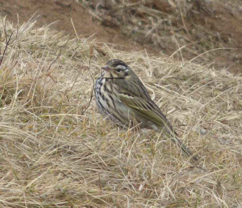 Olive-backed Pipit - ML208395141