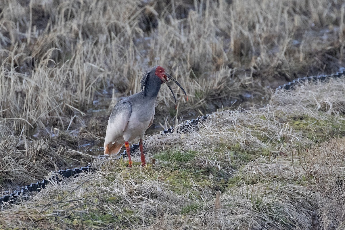 Crested Ibis - ML208395311