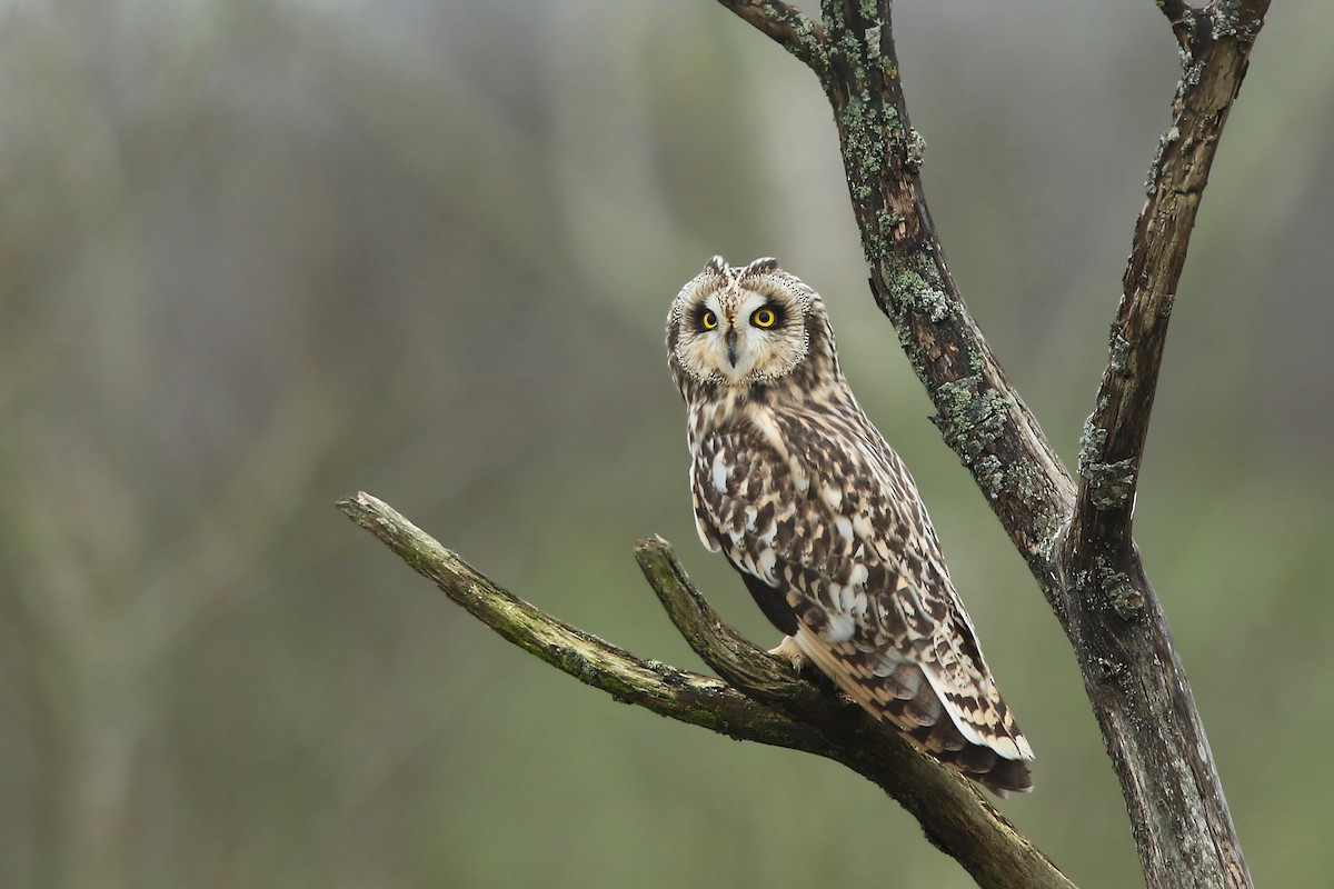 Short-eared Owl - ML208396041