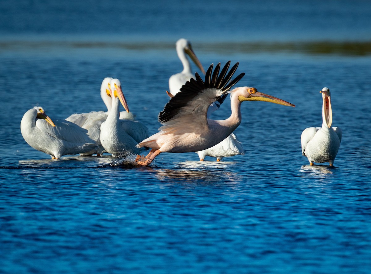 eBird Checklist 9 Feb 2020 Merritt Island NWRBlack Point Wildlife