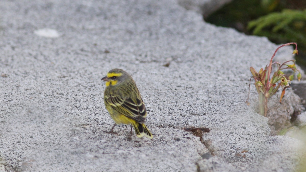 Yellow-fronted Canary - ML20840341