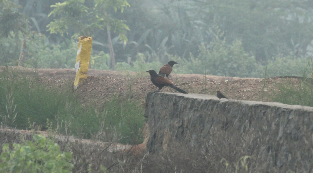 Greater Coucal - ML20840361