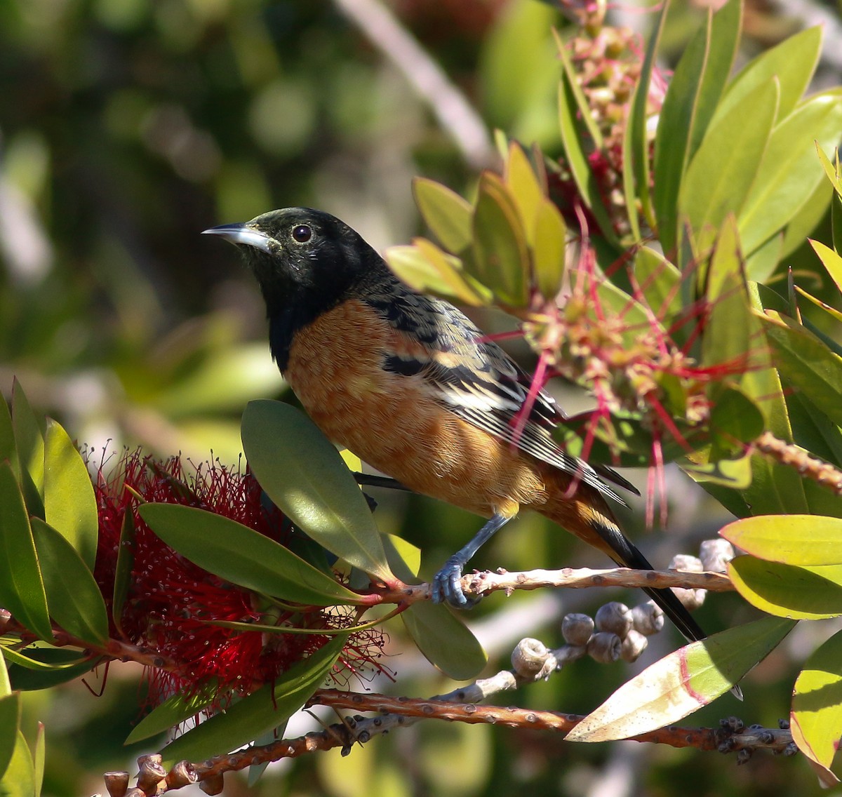 Orchard Oriole - ML208403661