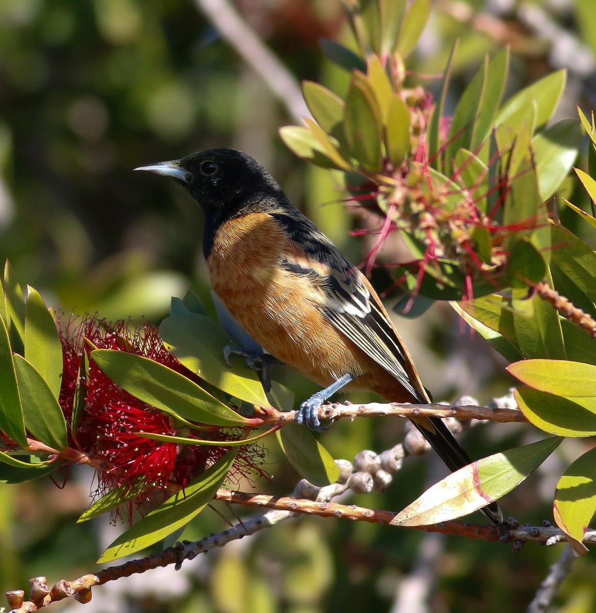 Orchard Oriole - ML208403691