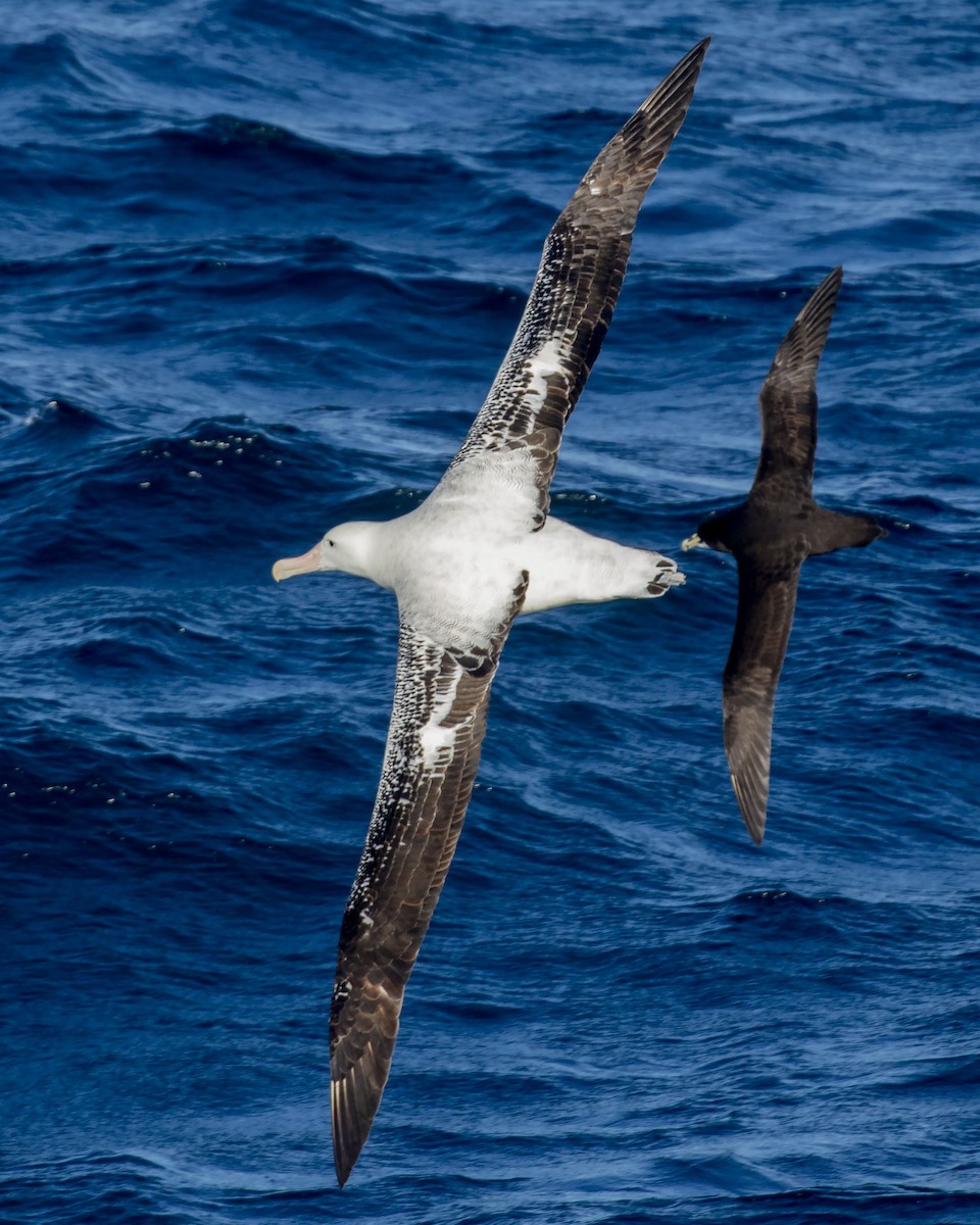 Snowy/Tristan/Antipodean Albatross - Paul Farrell