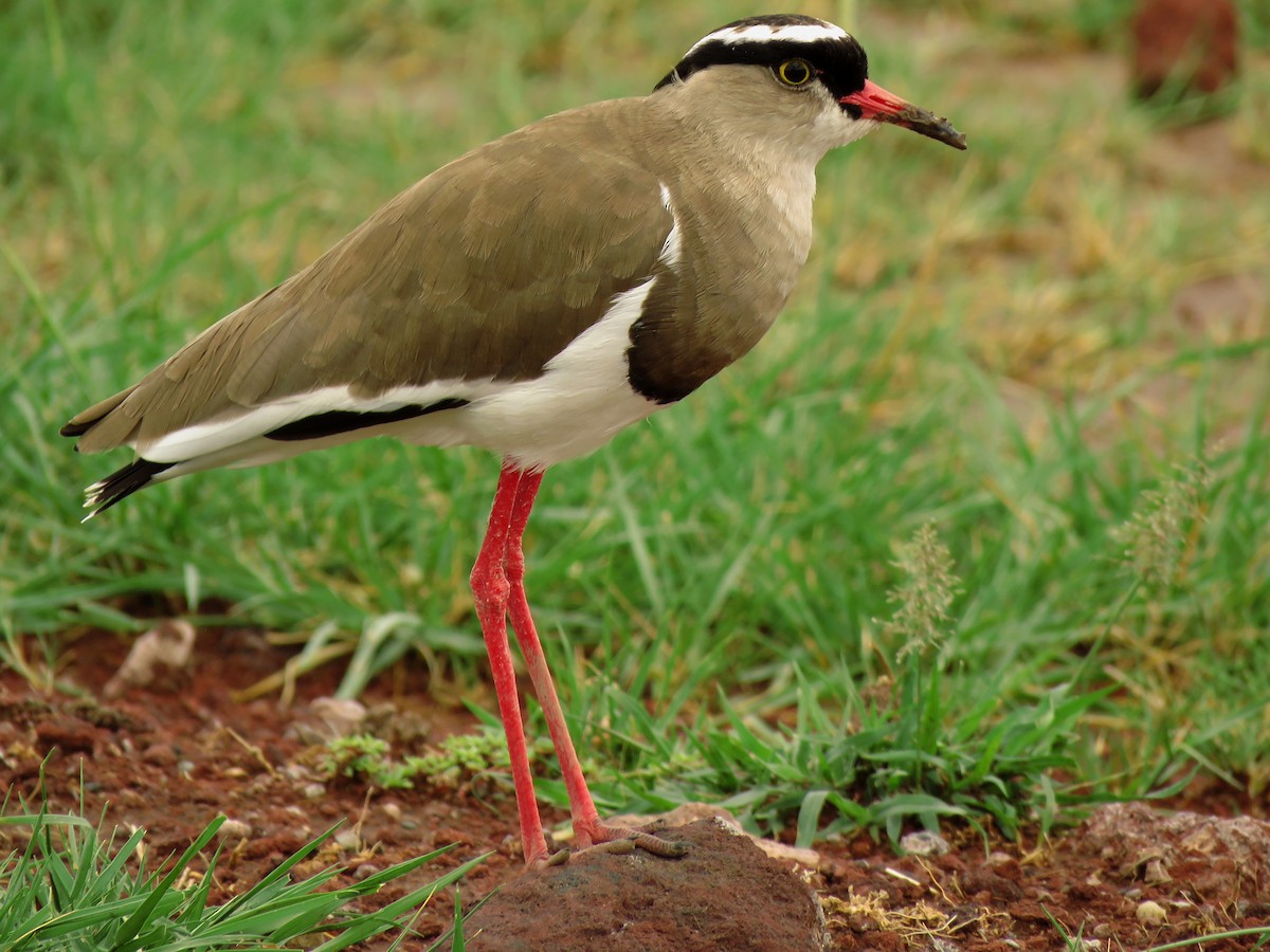 Crowned Lapwing - ML208404851