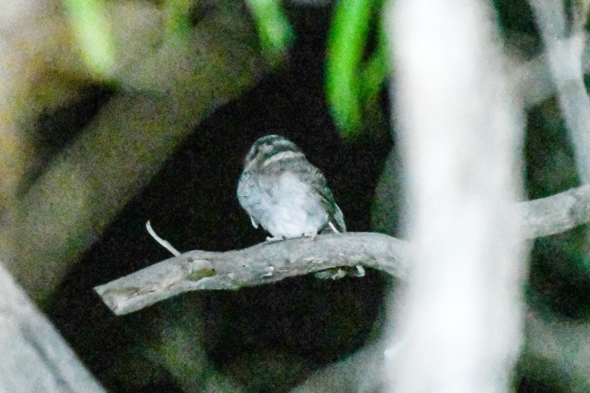 Australian Owlet-nightjar - Alison Bentley