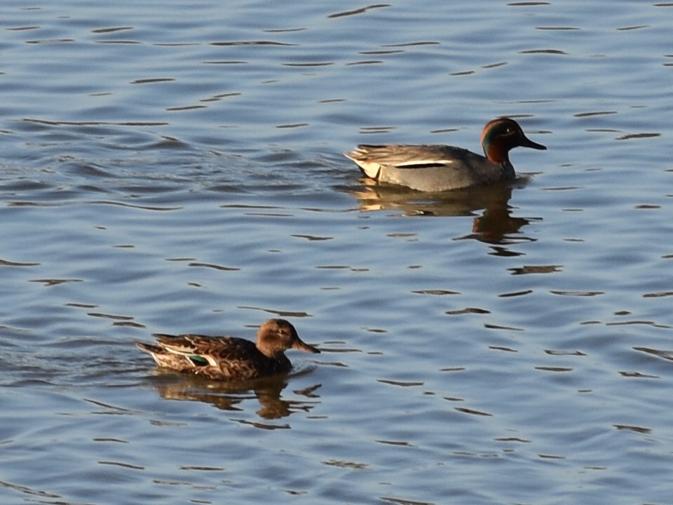 Green-winged Teal - ML208410081