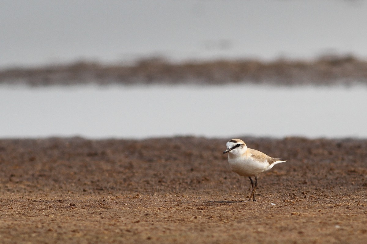 White-fronted Plover - Tom Noah