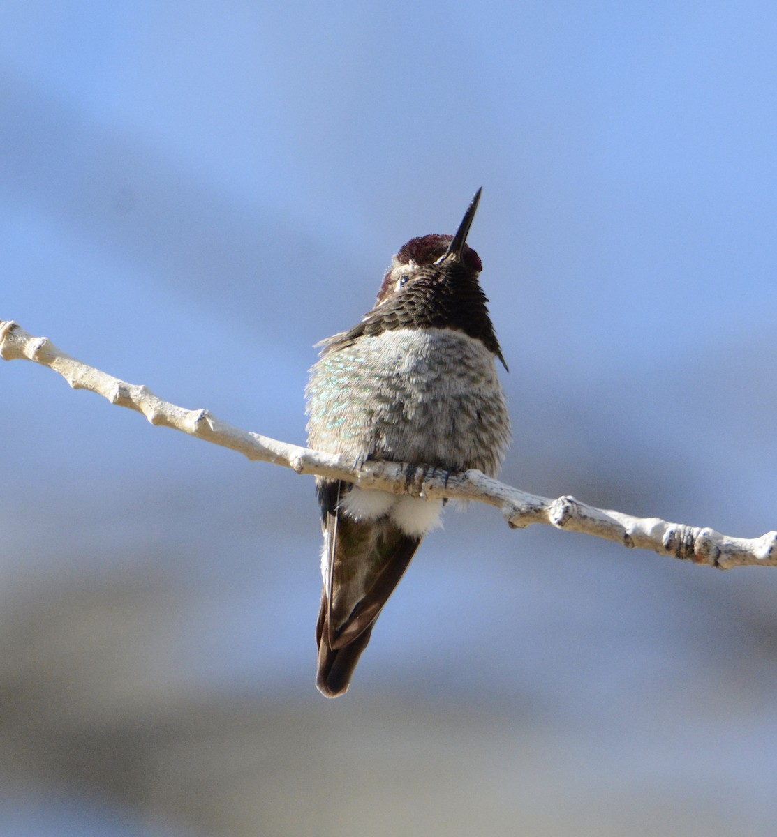 Anna's Hummingbird - Taylor Abbott