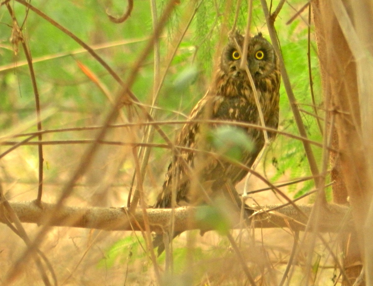 Short-eared Owl - Mayuresh Parab