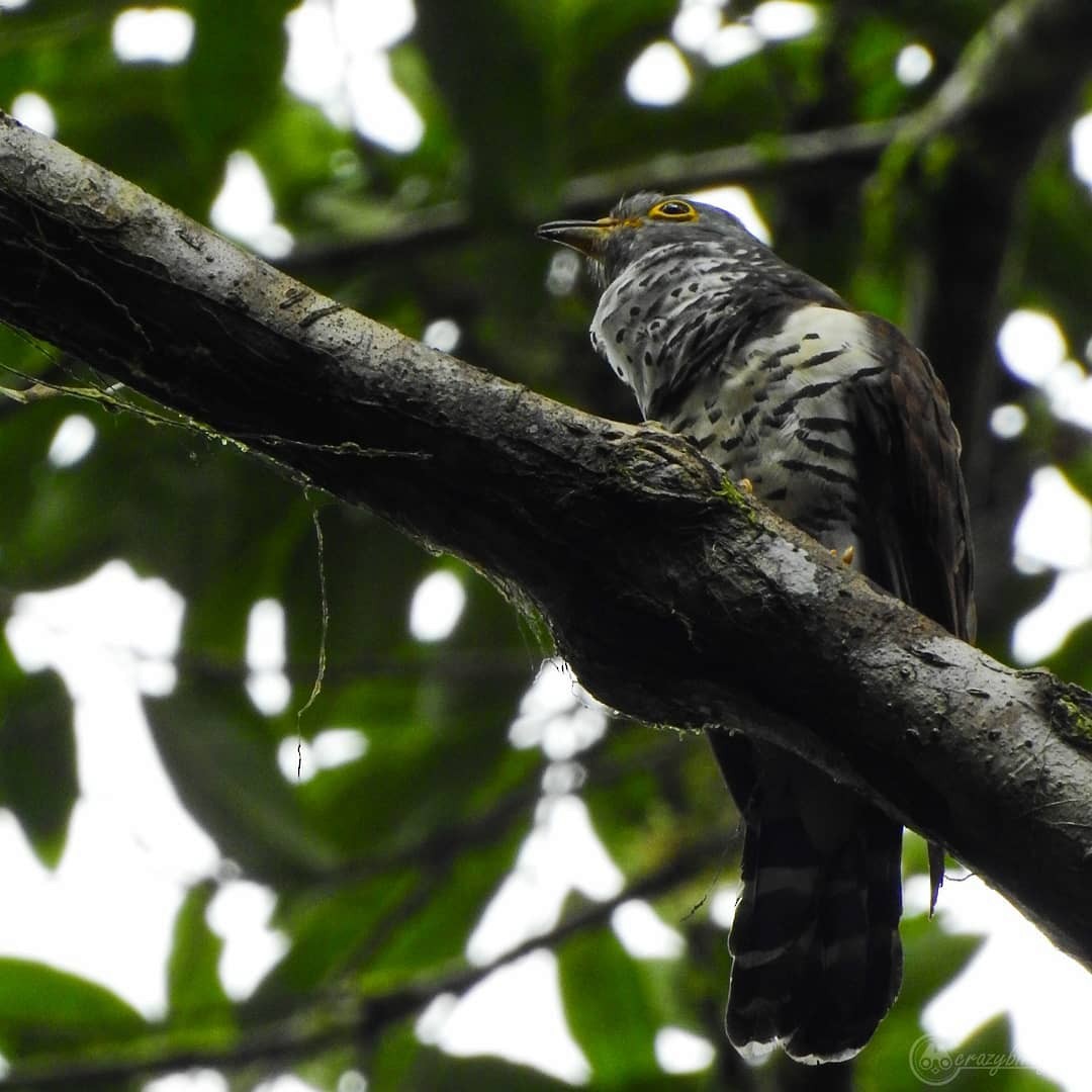 Sulawesi Cuckoo - ML208412841