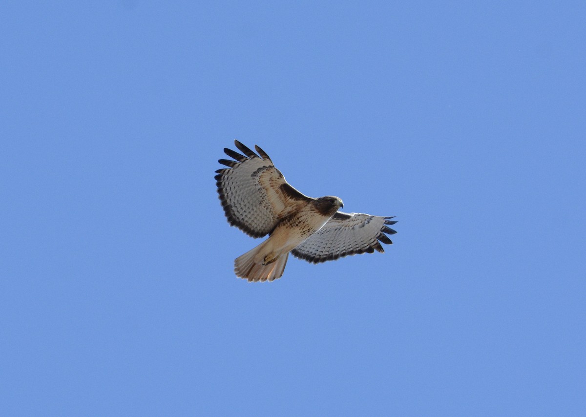 Red-tailed Hawk - Taylor Abbott