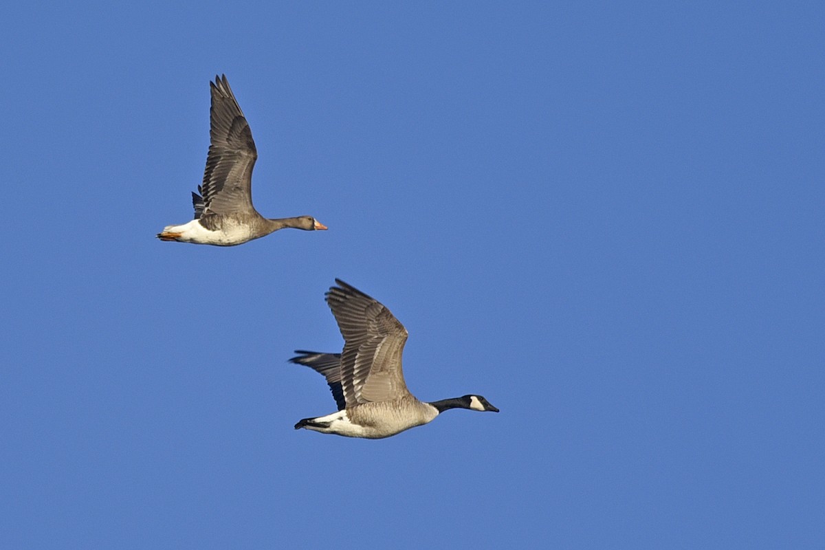 Greater White-fronted Goose - Daniel Irons