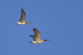 Greater White-fronted Goose, ML208413461