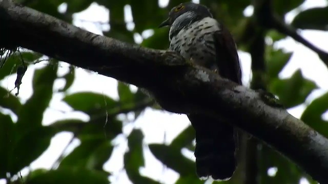 Sulawesi Cuckoo - ML208413681