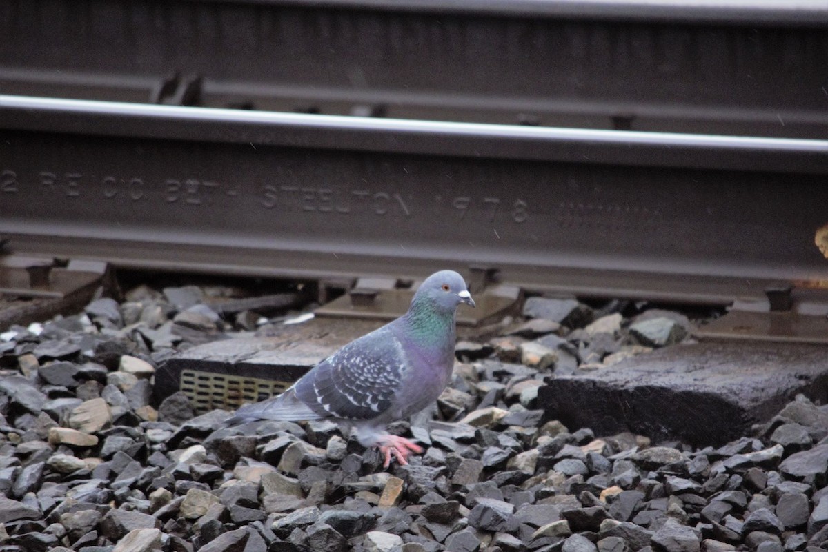 Rock Pigeon (Feral Pigeon) - ML208414291