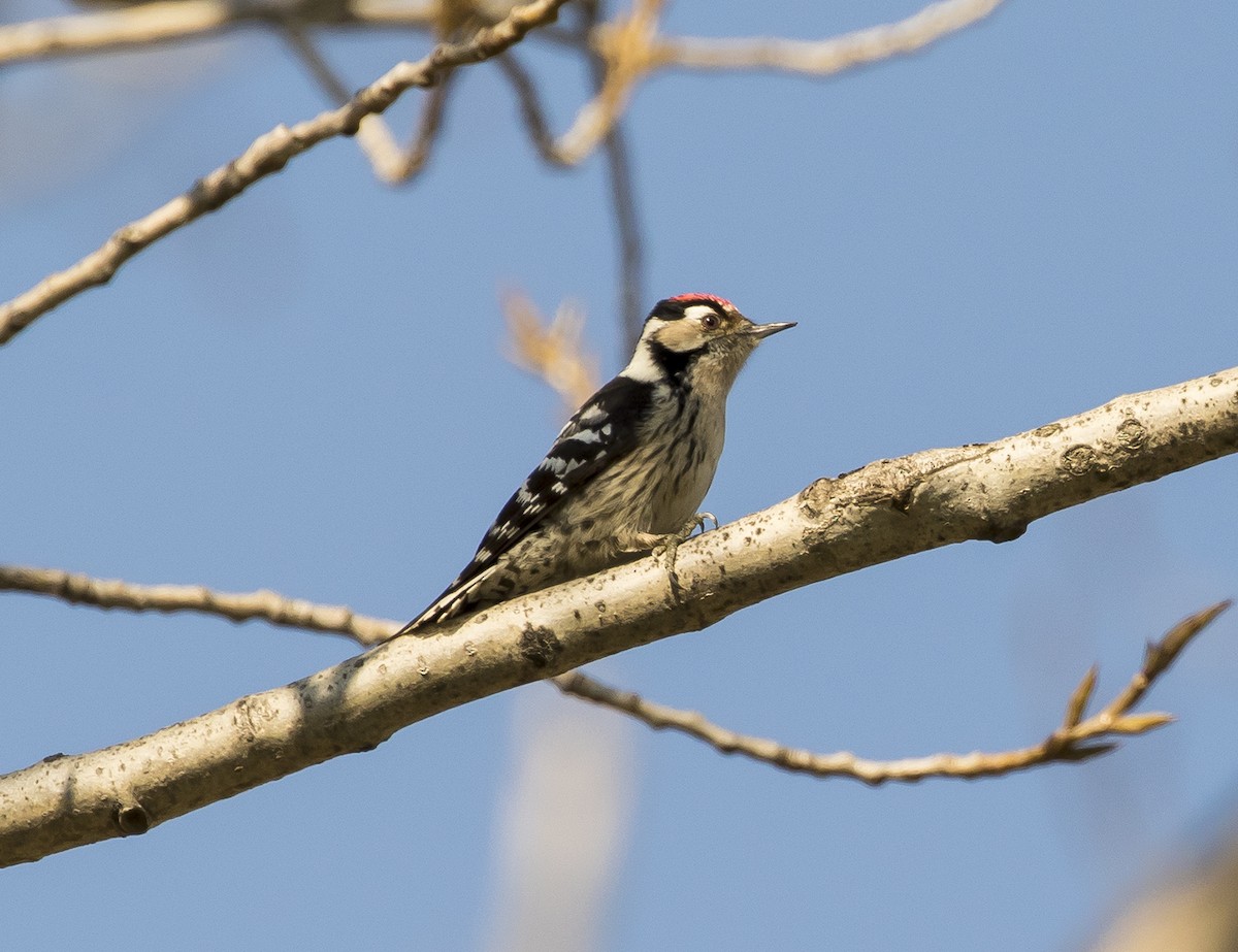 Lesser Spotted Woodpecker - Lefteris Stavrakas