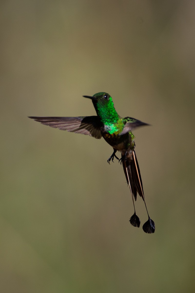 kolibřík pálkoocasý - ML208416421