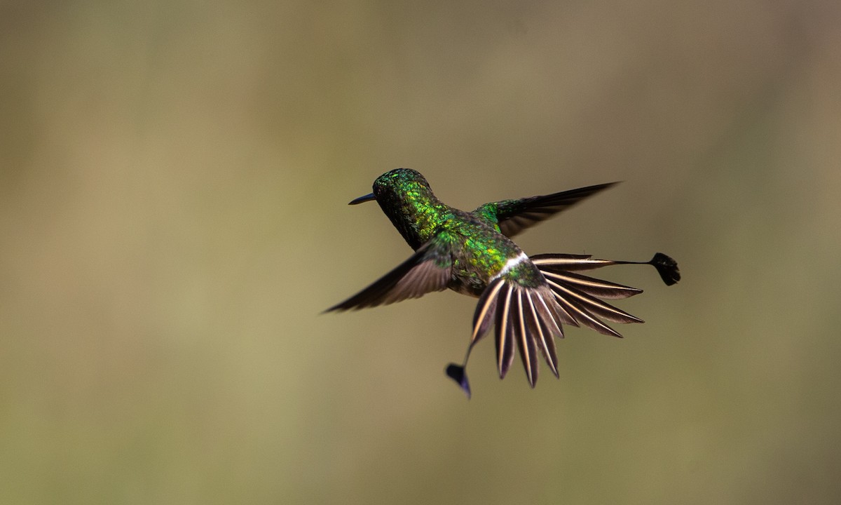kolibřík pálkoocasý - ML208416441