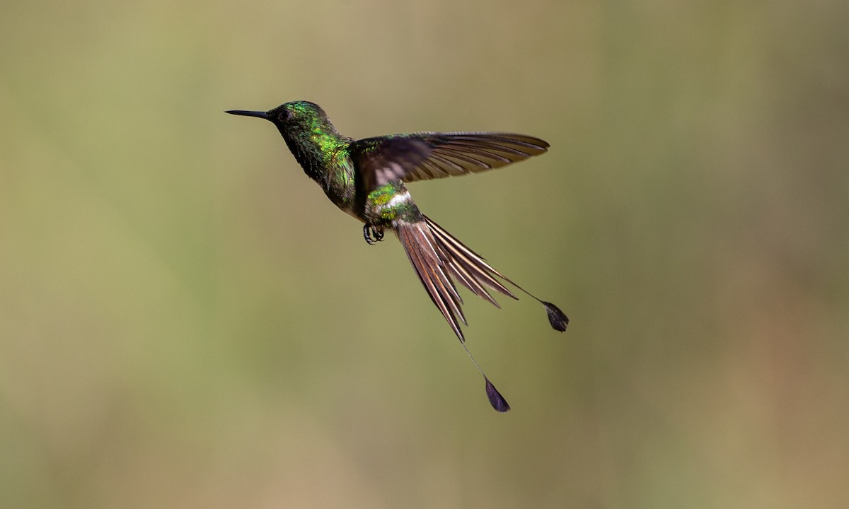 kolibřík pálkoocasý - ML208416451