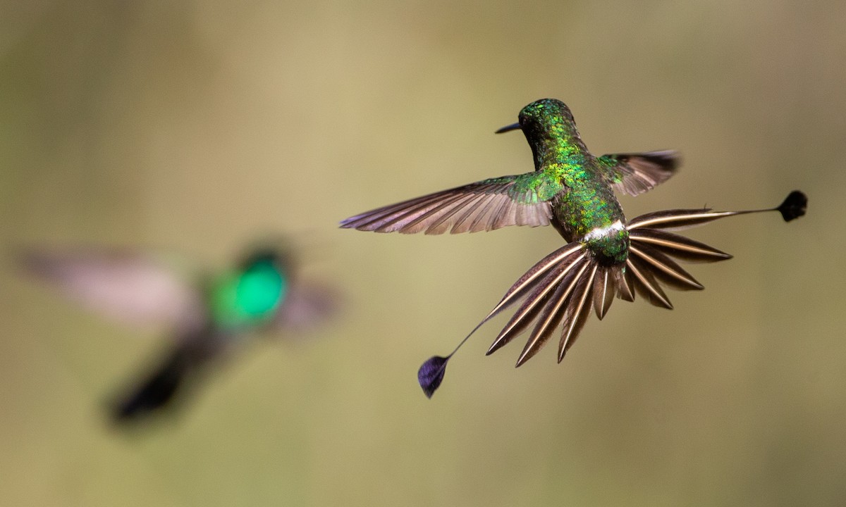 kolibřík pálkoocasý - ML208416631