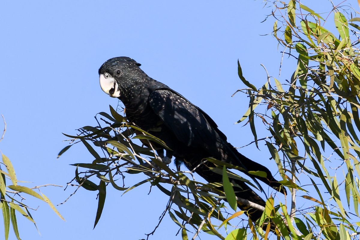 Red-tailed Black-Cockatoo - Alison Bentley