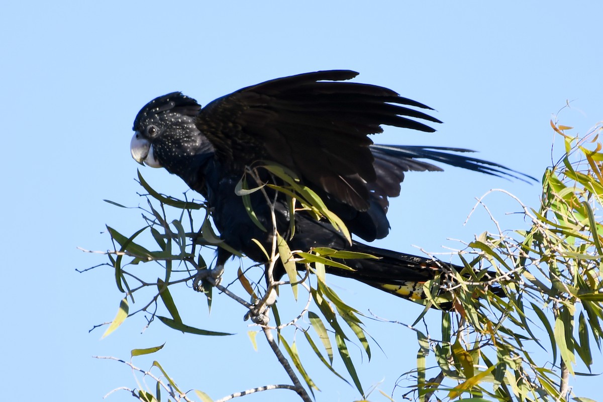 Red-tailed Black-Cockatoo - ML208417341