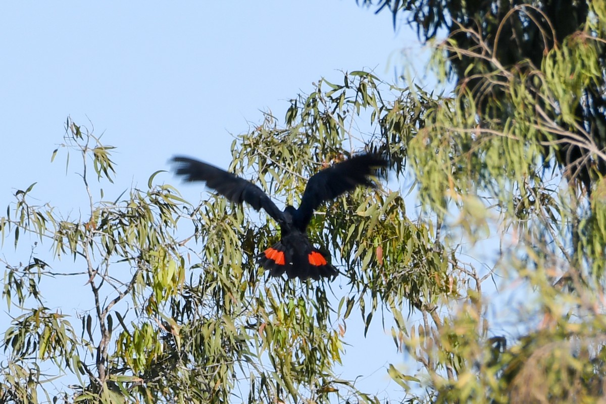 Red-tailed Black-Cockatoo - ML208417351