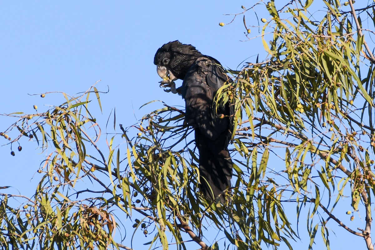 Red-tailed Black-Cockatoo - ML208417421