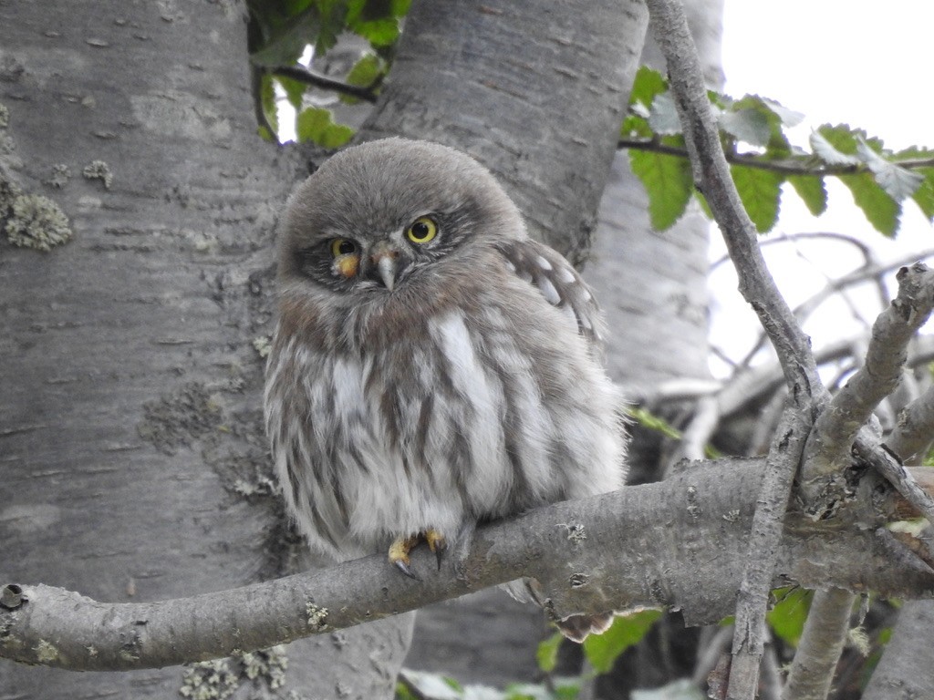 Austral Pygmy-Owl - ML208417541