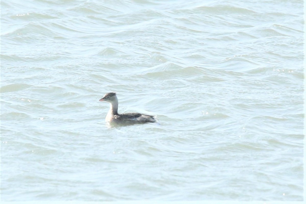 Great Crested Grebe - 尤 俊華