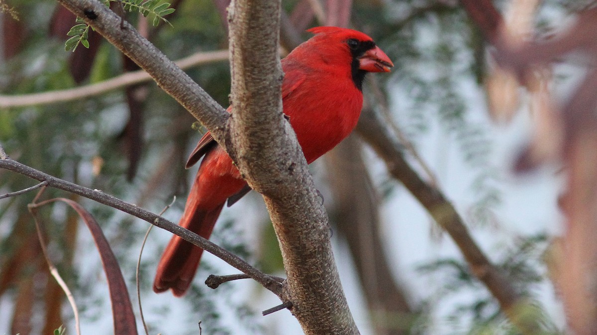 Cardinal rouge - ML20842281