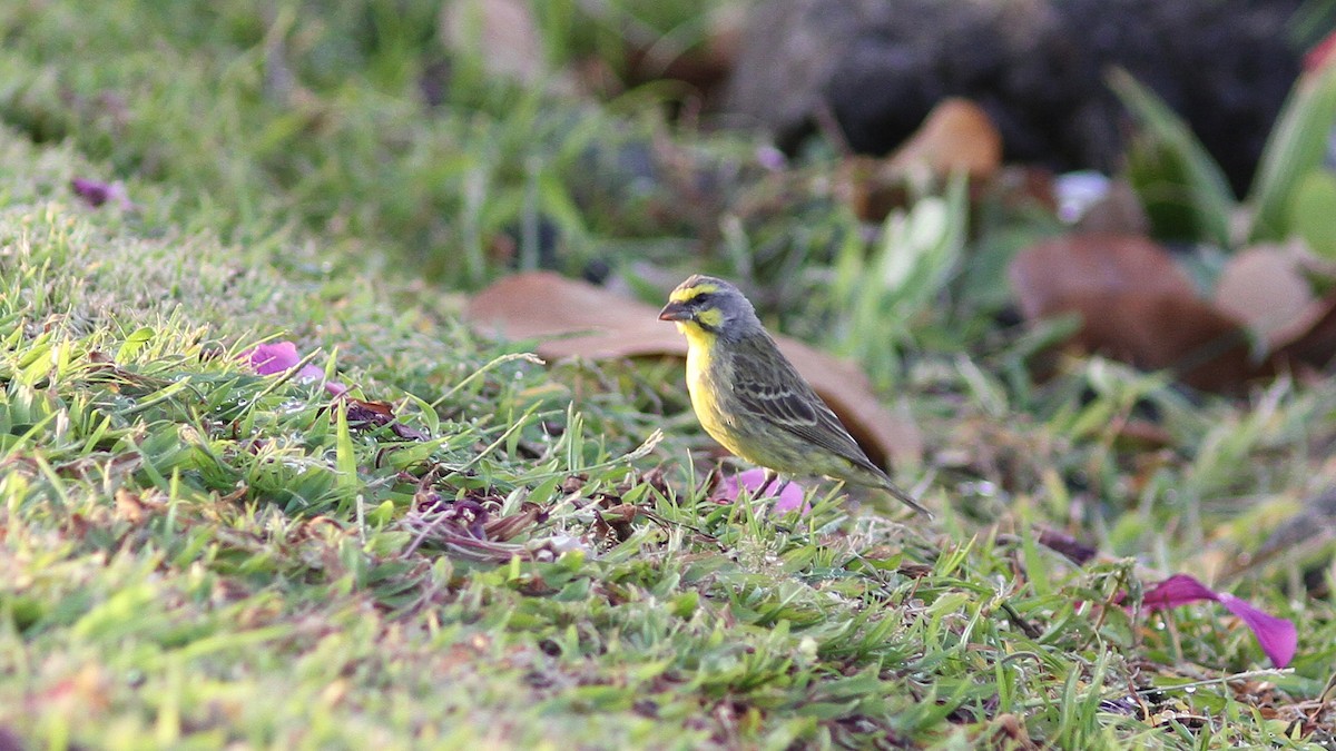 Yellow-fronted Canary - ML20842451