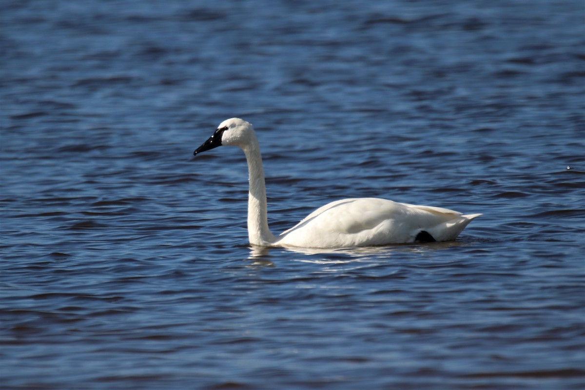 Tundra Swan (Whistling) - ML208425411