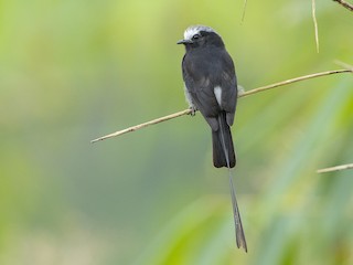  - Long-tailed Tyrant