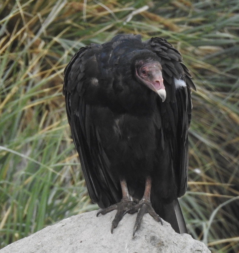 Turkey Vulture - Jan Shadick