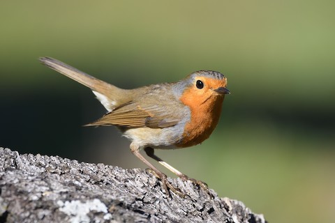 European Robin - eBird