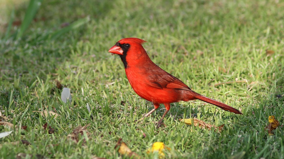 Cardinal rouge - ML20843571