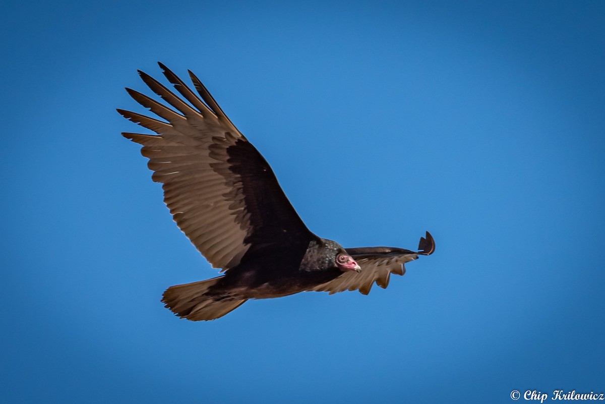 Turkey Vulture - Chip Krilowicz