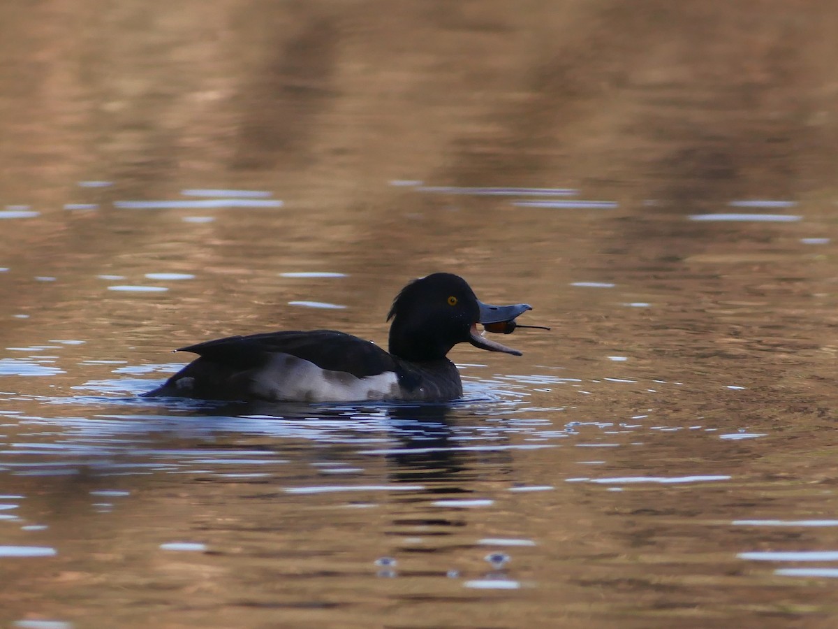 Tufted Duck - ML208439811