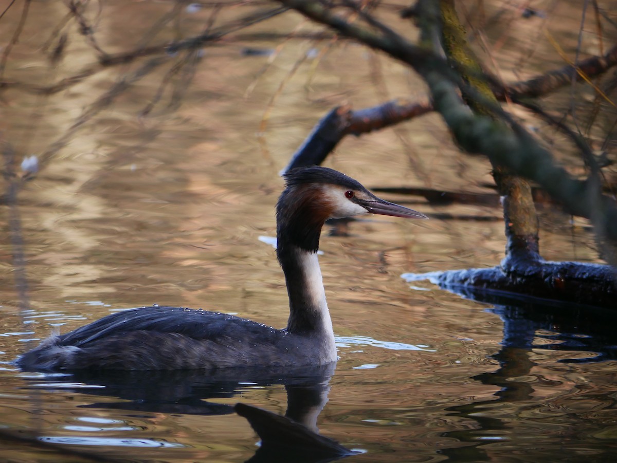 Great Crested Grebe - ML208439871